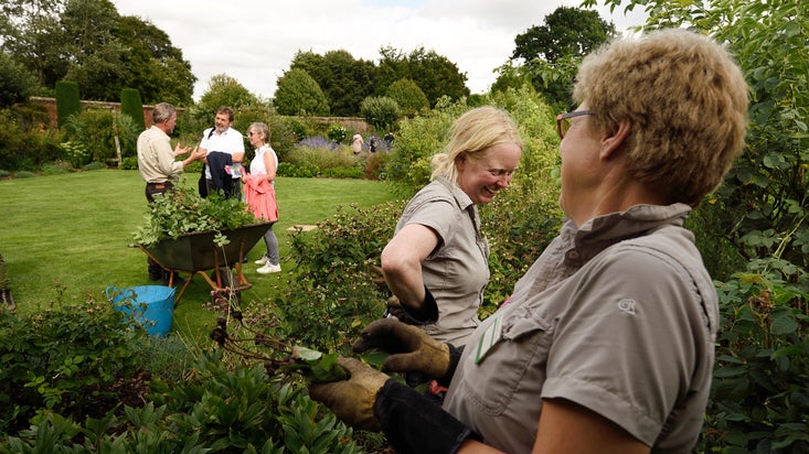 Garden staff pruning rose bushes and visitors on a garden tour at Mottisfont, Hampshire